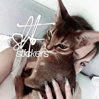 Логотип @shtostickers - стикеры от што ⋰˚✧