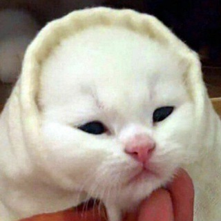 Логотип @shurhshurh - пошуршим🇺🇦