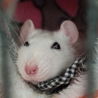 Логотип @shurpachock - Шурпачок