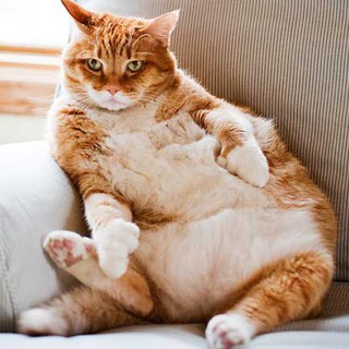 Логотип @shuteeechki - Шутеечки