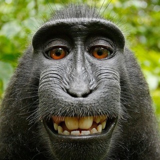 Логотип @shutkidnya - Шутки дня