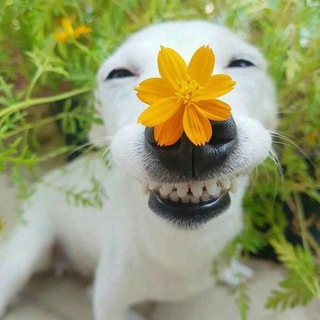 Логотип @shutkiprohui - На фрилансе с юмором