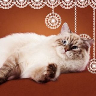 Логотип @sib_vl_siberian - Вологодские кружева