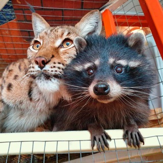 Логотип @siberian_zoo - Сибирский Зоопарк