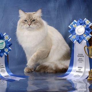 Логотип @siberiancattery_nevamasquerada - Siberian _Newseaprim 🐈 невские маскарадные котята
