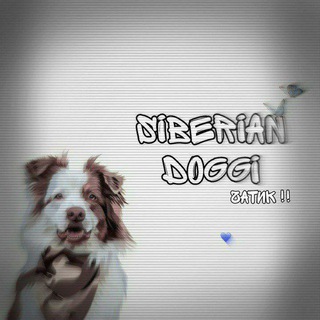 Логотип @siberiandoggi - 𝚂𝙸𝙱𝙴𝚁𝙸𝙰𝙽 𝙳🎾𝙶𝙶𝙸🧊