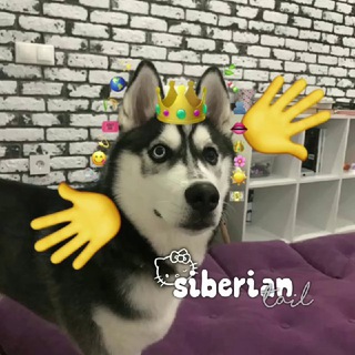 Логотип @siberiantail - Сибирский хвост