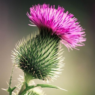 Логотип @sibirielwelnos - Травы Сибири