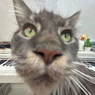 Логотип @sikuhasss - шура мегалодон