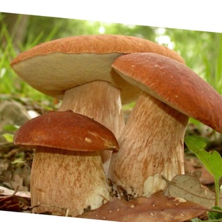 Логотип @silamuhomora - Грибы сухие в ассортименте