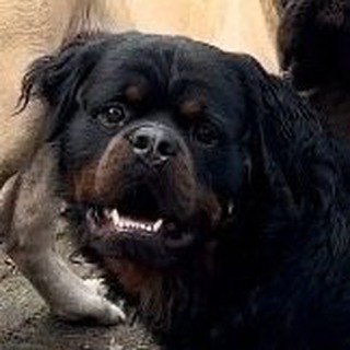 Логотип @silastai - mistr_maffin