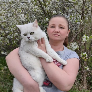 Логотип @silvergold19 - Питомник шотландских кошек Silver&Gold