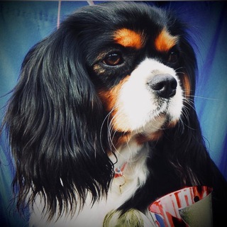 Логотип @silviablogg - 🐾 КАВАЛЕР КИНГ ЧАРЛЬЗ СПАНИЕЛЬ: Блог Сильвии 🐕