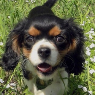 Логотип @silviabloggchat - 🐾Чат Кавалер зависимых