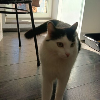 Логотип @simbacat2023 - Новости Симбы