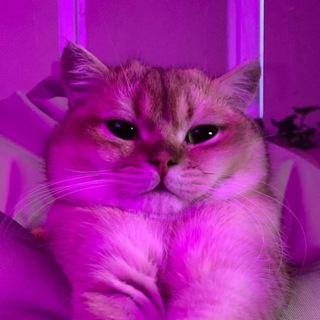 Логотип @simbacatteam - Симбиотики