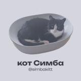Логотип @simbakitt - Симба — кот