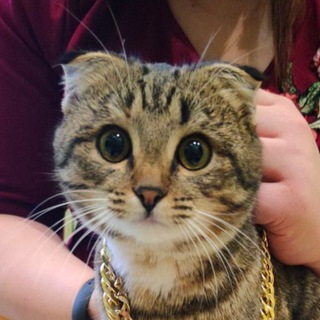 Логотип @simbyys - Симбус