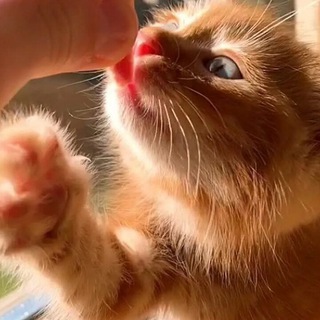 Логотип @simdachka_pimpochka_fan - Симбачка_Пимпочка🐱-фан