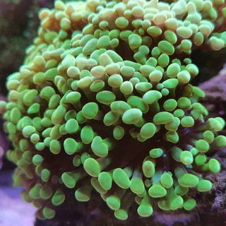 Логотип @simplereef - Океан Безмолвия