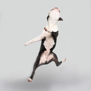 Логотип @single_dog_1111 - 🐶單身狗動物保護協會