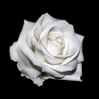 Логотип @sir_schnee - Sir_Schnee