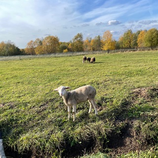 Логотип @sirinfarm - Ферма Безумной Сиринихи