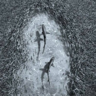 Логотип @siv7770 - Shark Music🦈