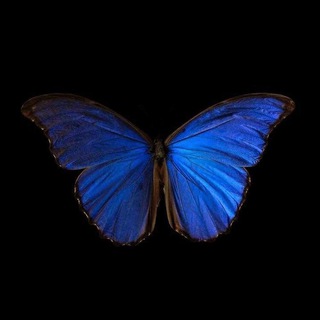 Логотип @sixsayz - путь в никуда