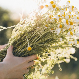 Логотип @skazki_iz_zametok - Сказки из заметок