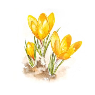 Логотип @sketchesandillustrations - SketchShot