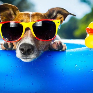 Логотип @skidochek - Отдушина