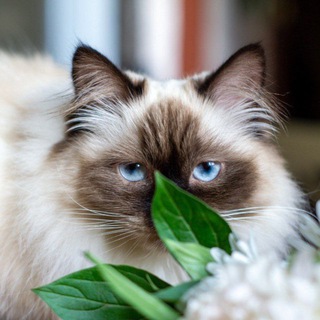 Логотип @skin_kota - скинь кота