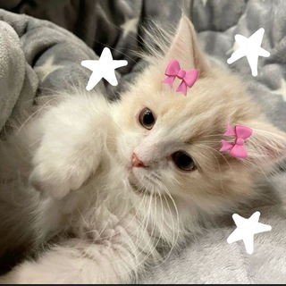 Логотип @skineto - Отправь это