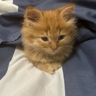 Логотип @skinullena - Lenannr • Standoff2