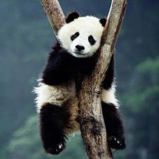 Логотип @skladuma1 - Факт 100