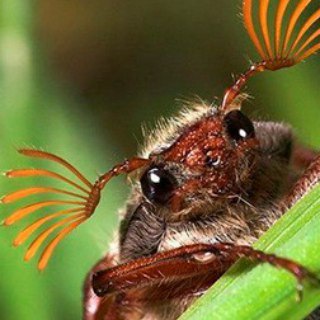 Логотип @skorkin_zhuk - Жуки ползут на север