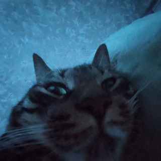 Логотип @skotchclub - Sкотчевый подвал