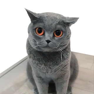 Логотип @sky_super_cat - Sky Super Cat