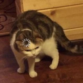 Логотип @slavenikita - Рабыня Никитич