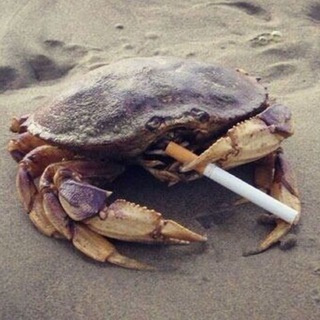 Логотип @slavik_pi - (╬ ಠ益ಠ)Отлучите автора от церкви