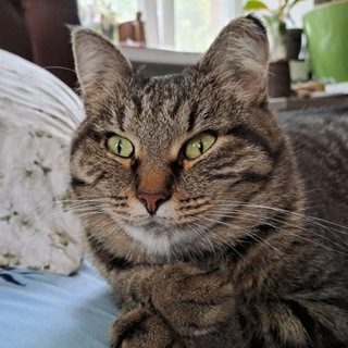 Логотип @slavkots - Слишком ценный мех