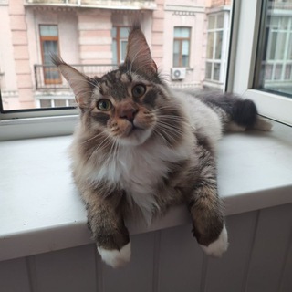 Логотип @slaxercool - Спільнота Слаксера 🇺🇦 (OLD)