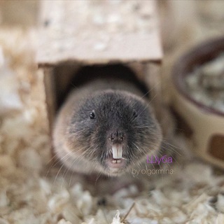 Логотип @slepushonka - ShubaHouse / Слепушонки