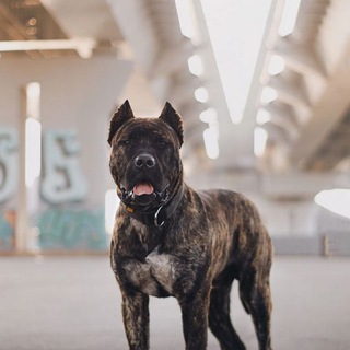 Логотип @sliv_videoc_dogs - 🃏𝕴𝖒𝖇𝖆 𝖉𝖔𝖌𝖘🃏