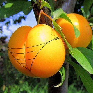 Логотип @sliva64 - Алыча от Ильича