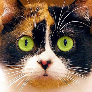 Логотип @slivkishowyt - SlivkiShow