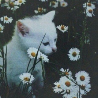 Логотип @sloneczko_twoje - ромашковое поле