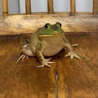 Логотип @slova_parazity_chat - Лягушатник