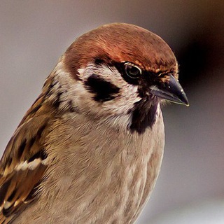 Логотип @slovo2day - Дело Даля